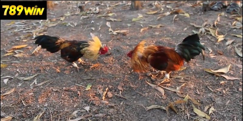 Những lợi ích khi tham gia Đá Gà Tre