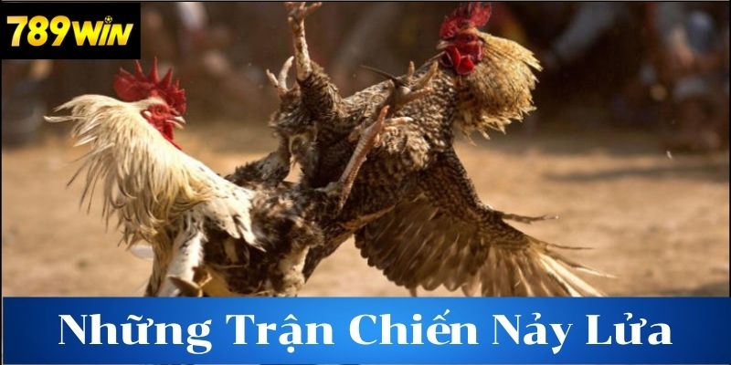 Tại Sao Đá Gà Đòn Lại Được Yêu Thích?