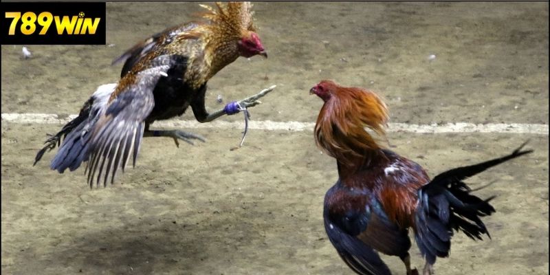 Kỹ Thuật Đá Gà Cựa Sắt Hiệu Quả