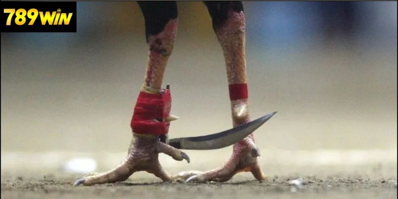 Tìm hiểu về đá gà cựa dao