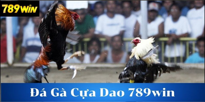 Kỹ thuật chọn và huấn luyện gà đá cựa dao